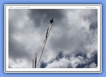 galerie_05_23_BegianAirForce